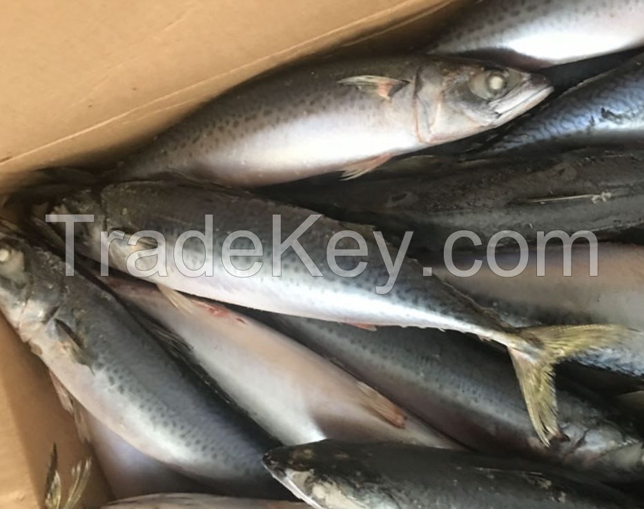 Frozen Mackerel Fish for Sale