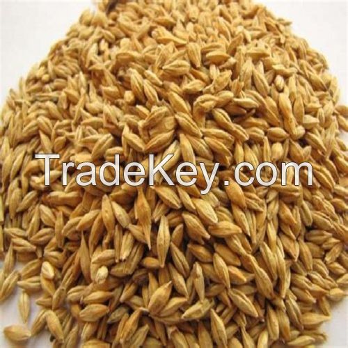 Barley