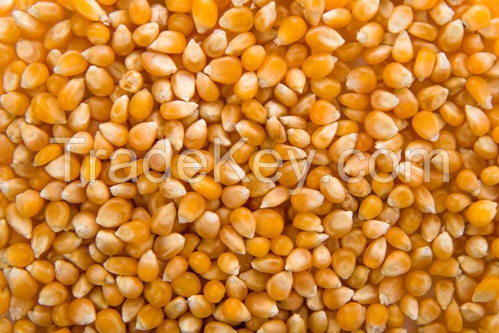 yellow corn