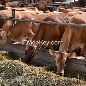 Holstein Friesian and Jersey Cows