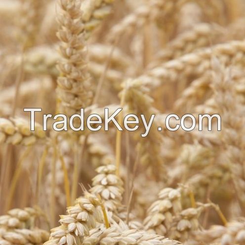 white wheat flour