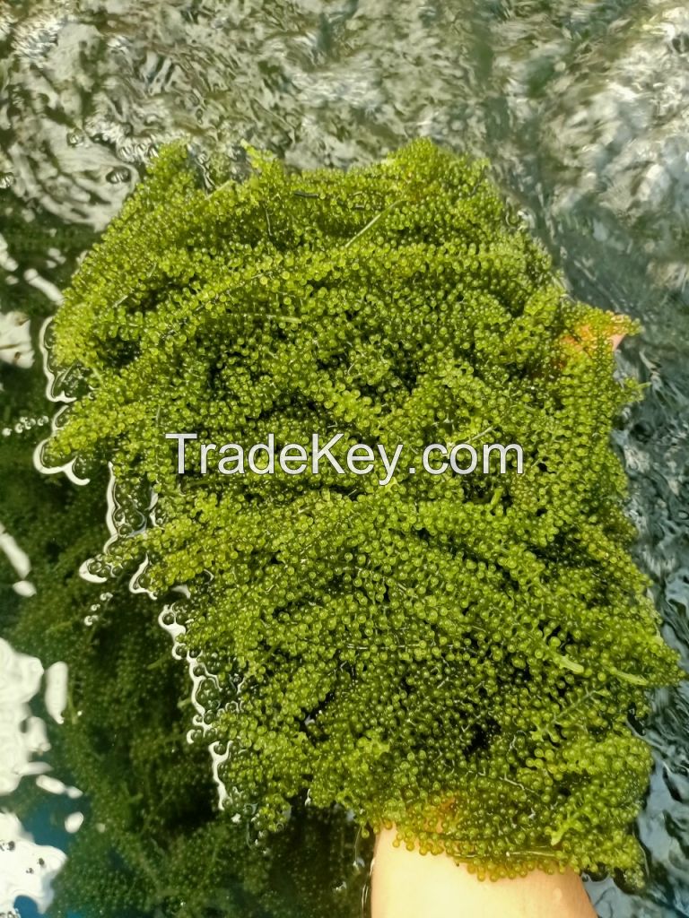 HIGH QUALITY NATURAL SEA GRAPE, GREEN CAVIAR FOR SUPPLEMENT /