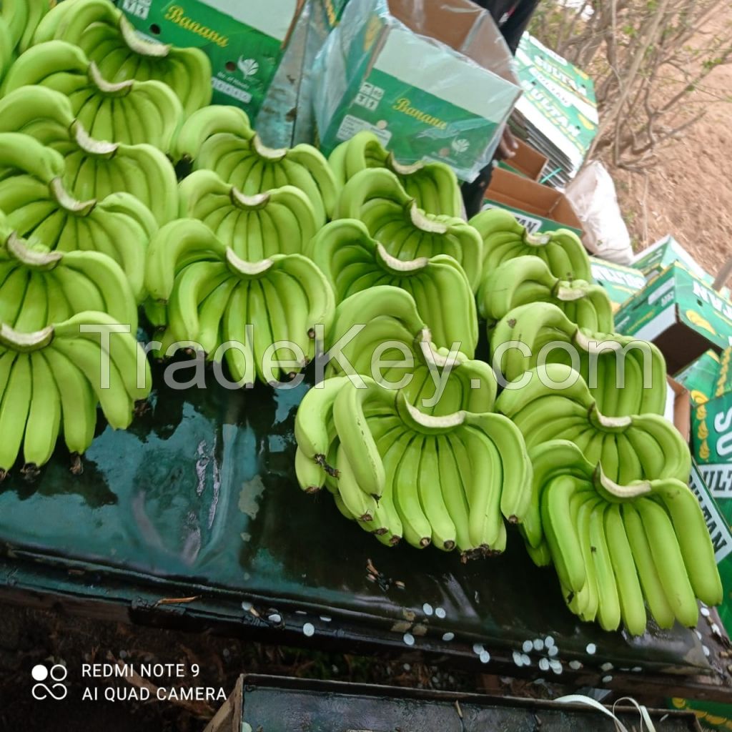 Indian Cavendish Banana