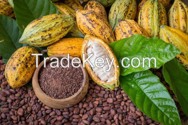 COCOA BEANS