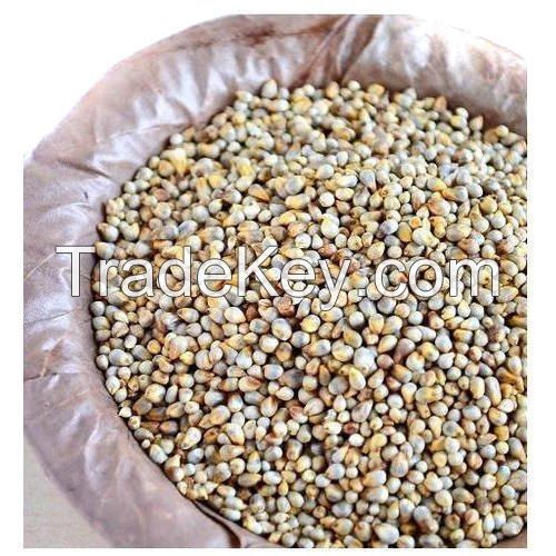 pearl millet