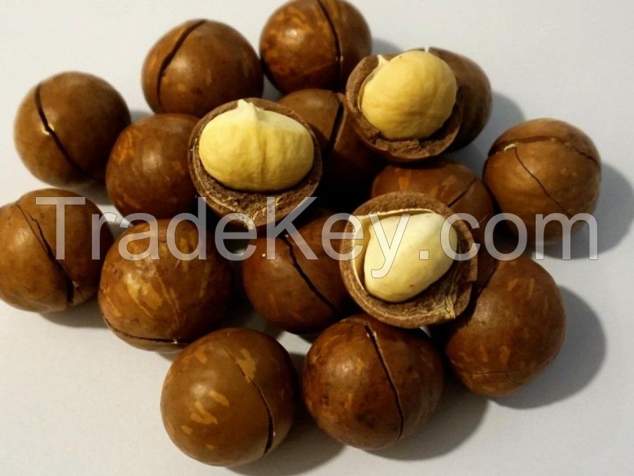 Raw Macadamia Nuts