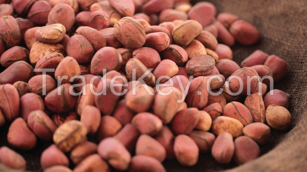 Kola Nut