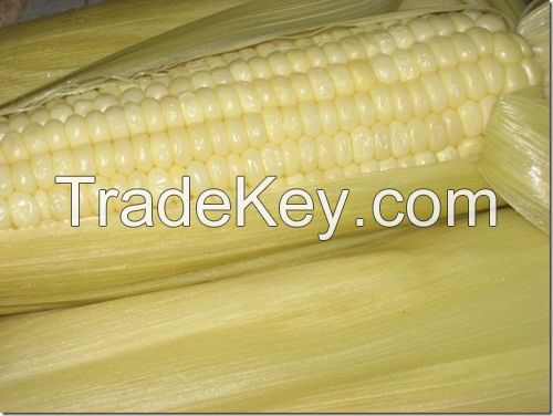 Corn