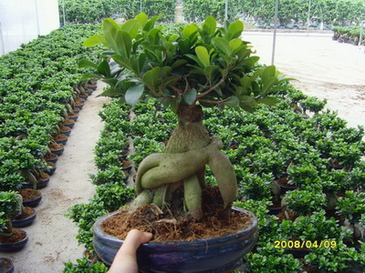 ficus microcarpa