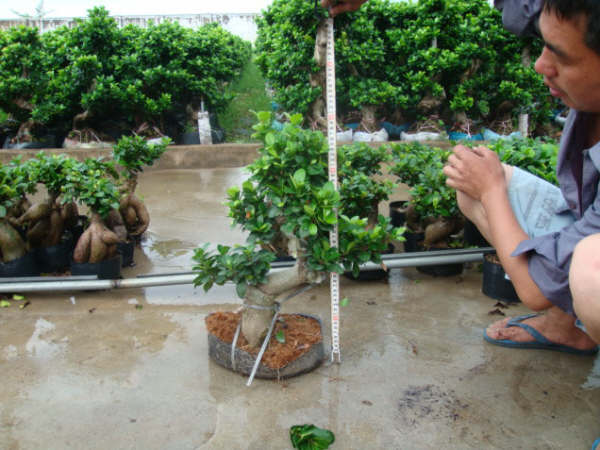 Ficus Microcarpa S shape