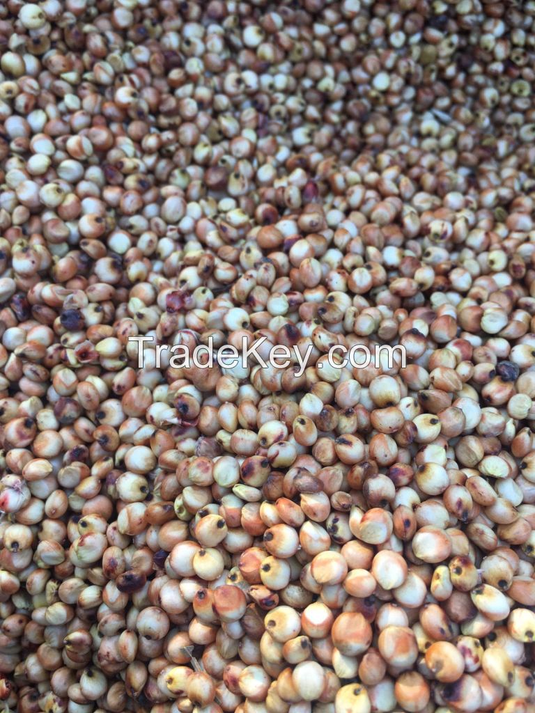 Red sorghum