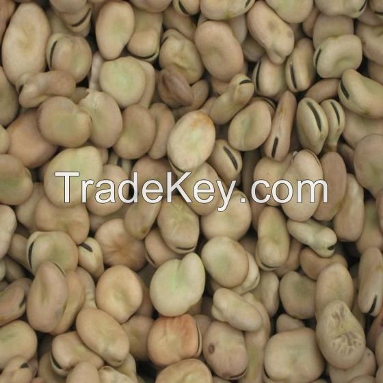 Broad Beans