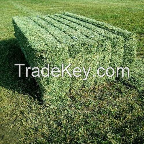 Sell Alfalfa Hay Bales 250KG