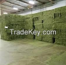 Sell  ALFALFA HAY BEST PRICE