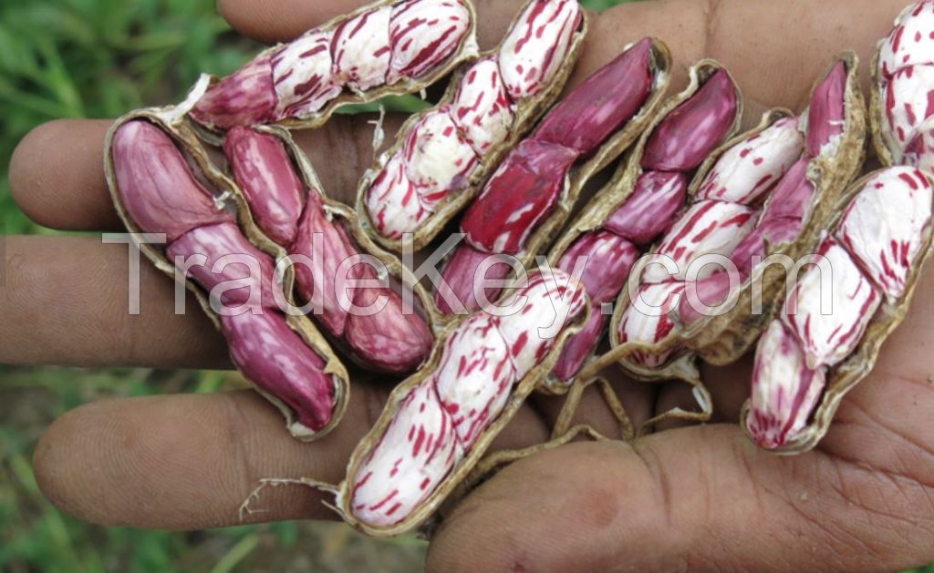 ORGANIC STRIPPED PEANUT AND LOCAL PEANUT