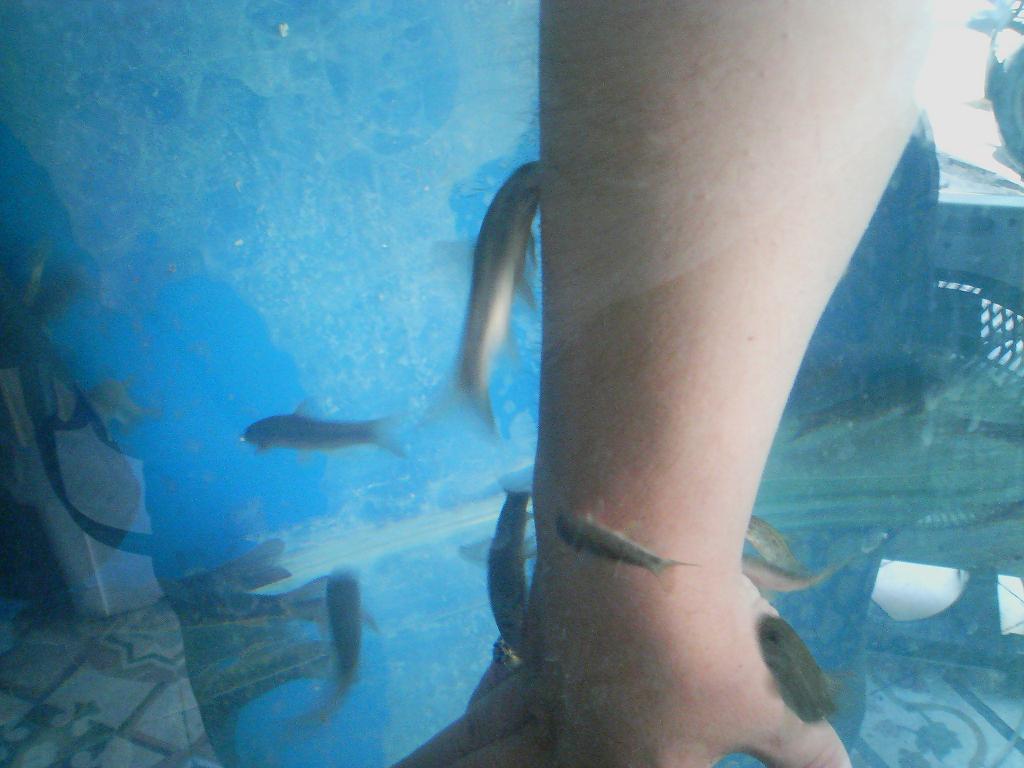 doctor fish