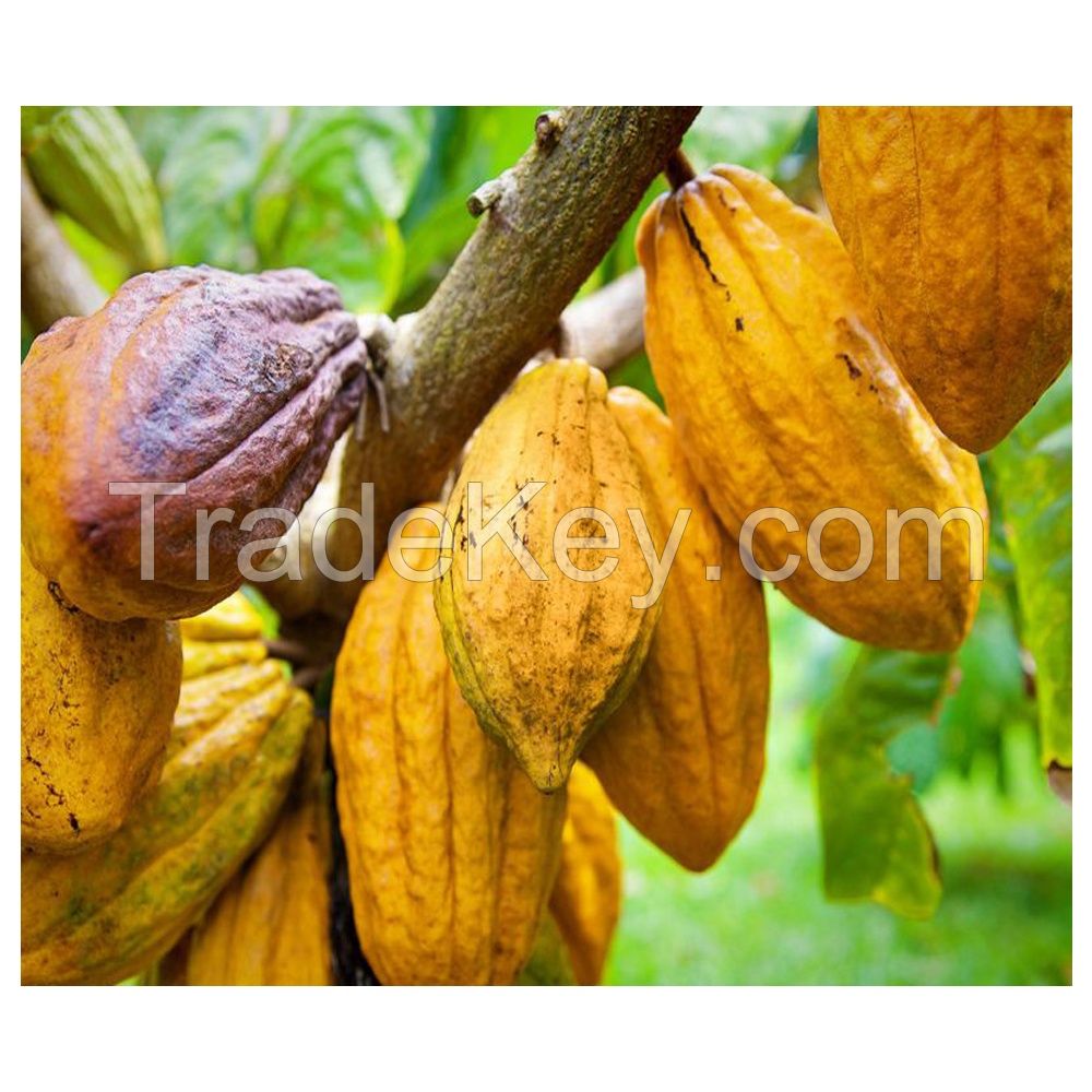 Cacao