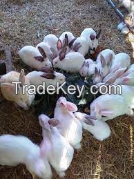 rabbits, Al-tex Rabbit For Sale
