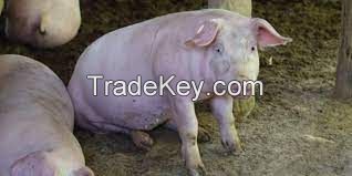 Chester White Pig FOR SALE, livestock for sale online 