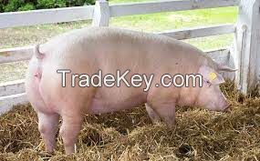 Chester White Pig FOR SALE, livestock for sale online 