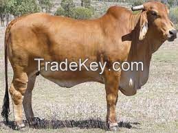 American Brahman cow FOR SALE, livestock for sale online 