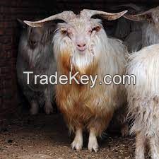 HEXI CASHMERE GOAT FOR SALE, livestock for sale online 