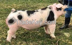 Gloucestershire Old Spots Pig FOR SALE, livestock for sale online 