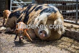 Gloucestershire Old Spots Pig FOR SALE, livestock for sale online 