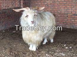 HEXI CASHMERE GOAT FOR SALE, livestock for sale online 