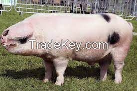 Gloucestershire Old Spots Pig FOR SALE, livestock for sale online 