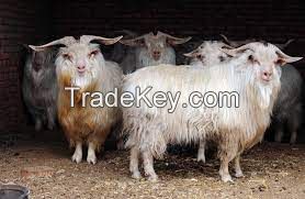 HEXI CASHMERE GOAT FOR SALE, livestock for sale online 