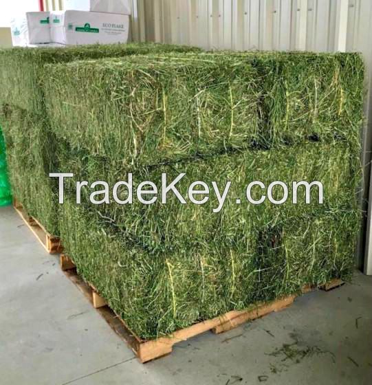 Animal husbandry >> Feed >> Alfalfa Hay