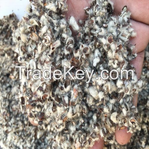 Cotton Seeds 