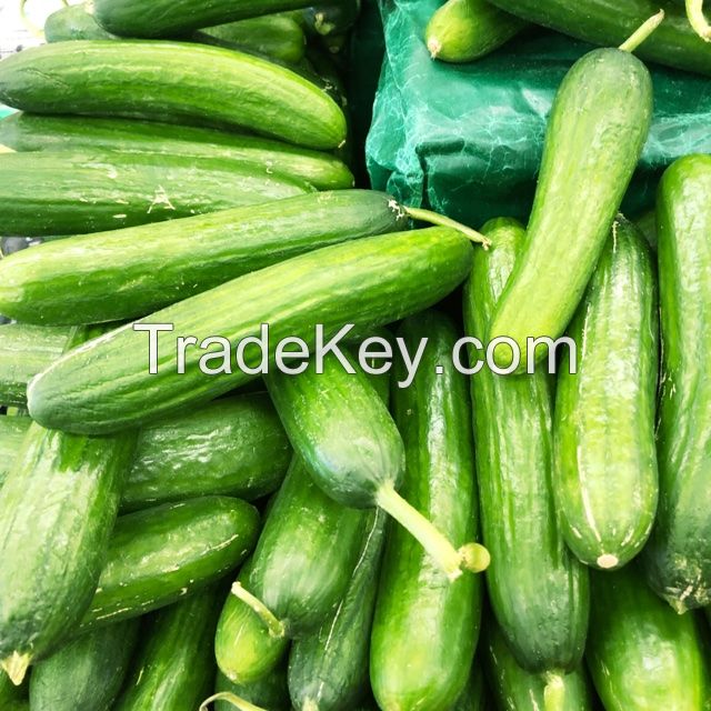 Fresh Cucumber