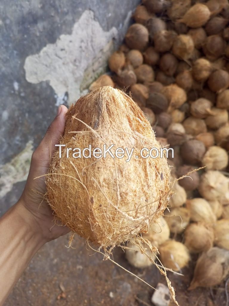 Coconut Semi Husked Fresh From Indonesia