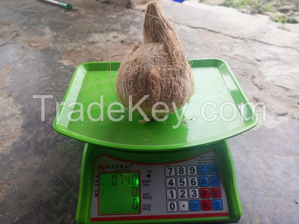 Coconut Semi Husked Fresh From Indonesia