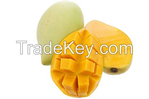 Fresh Cat Chu Mango From Vietnam- High Quality Fresh Fruit Smooth 100% Natural Sweet (HuuNghi Fruit)