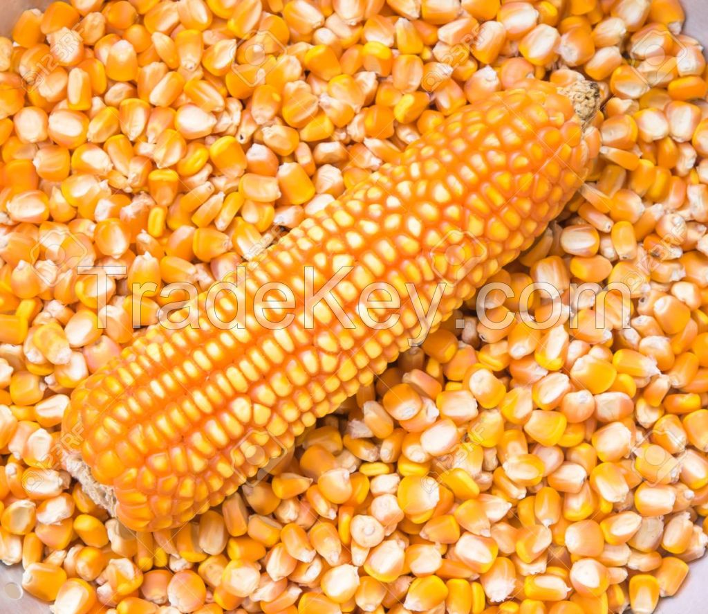 White Corn, Yellow Corn Other Grain