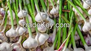 Garlic