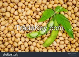 Soybean