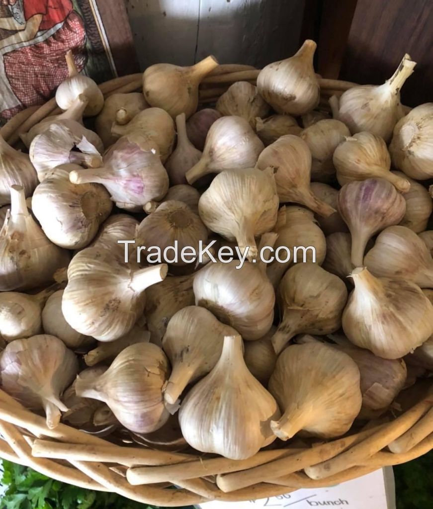 Garlic 