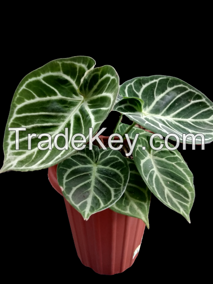 anthurium