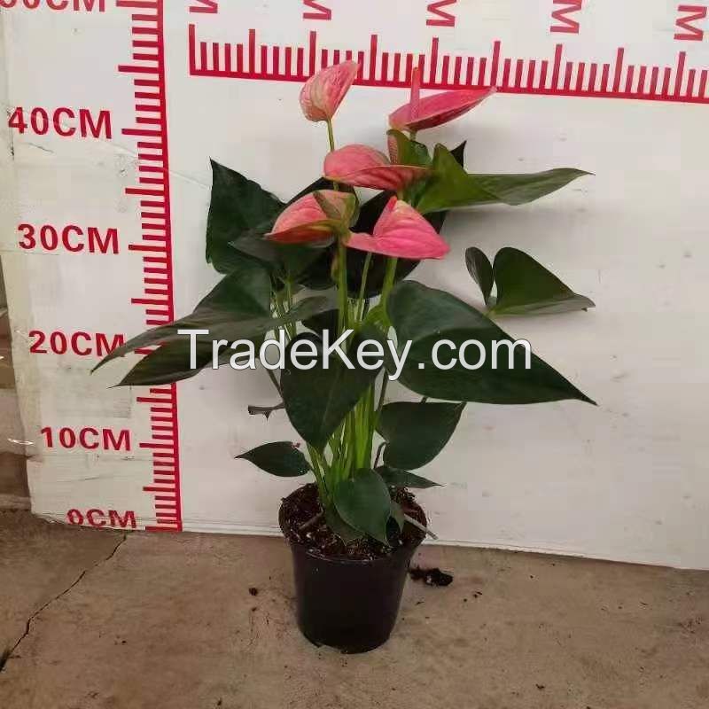 Anthurium Sweet Dream