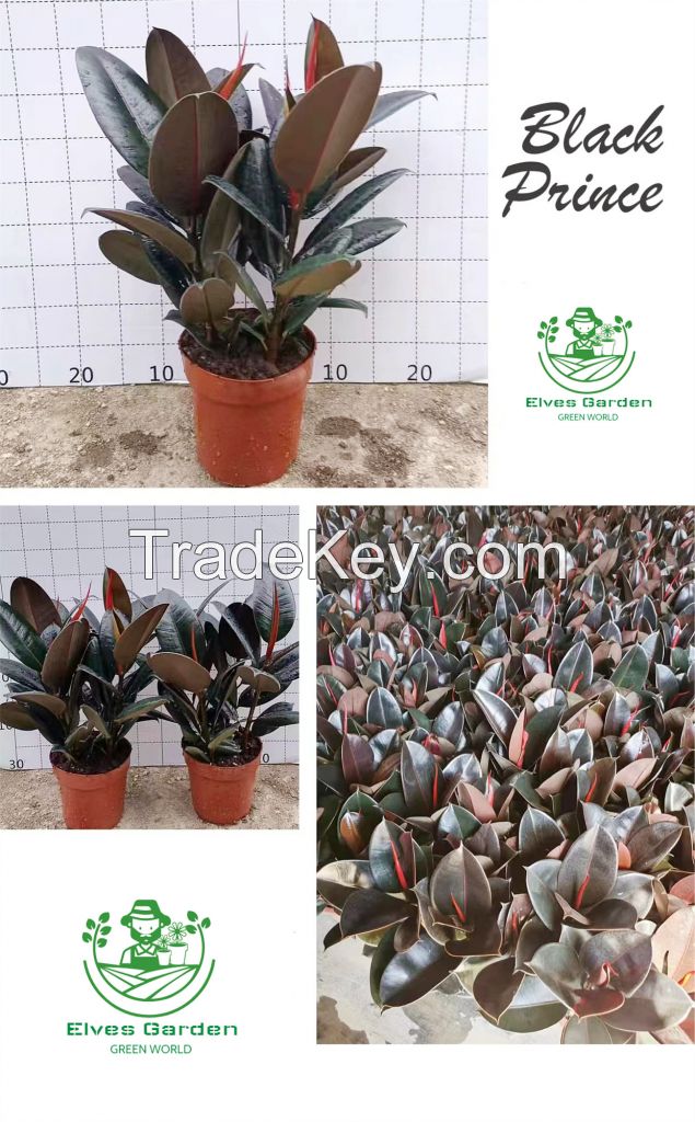 Rubber Tree Black Prince