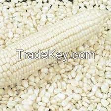 White Corn For sale