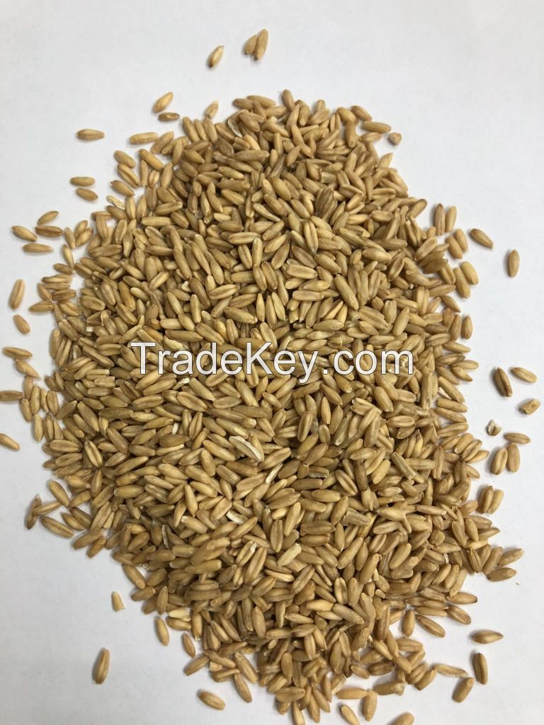 Oats food and feed