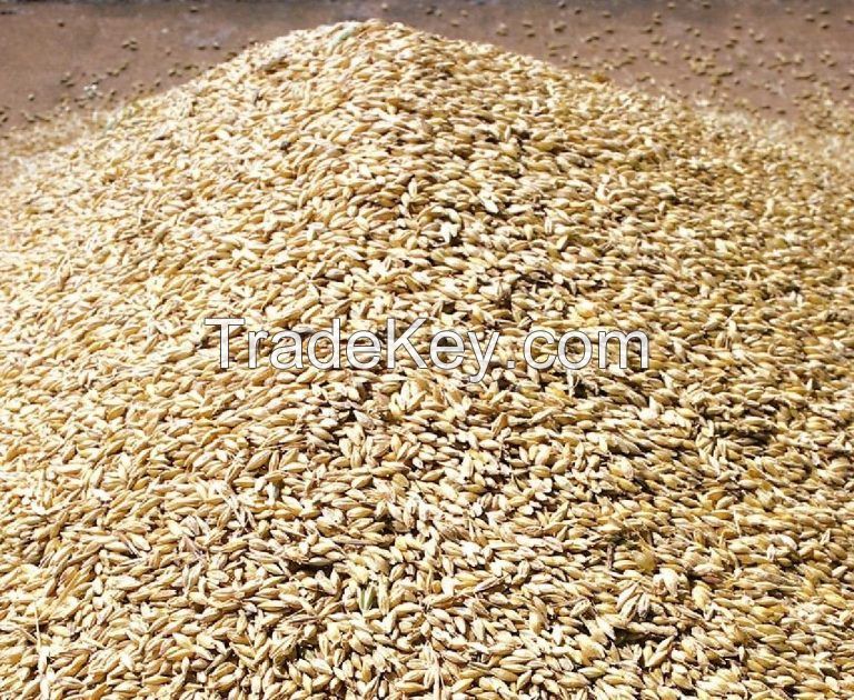 Wheat grains