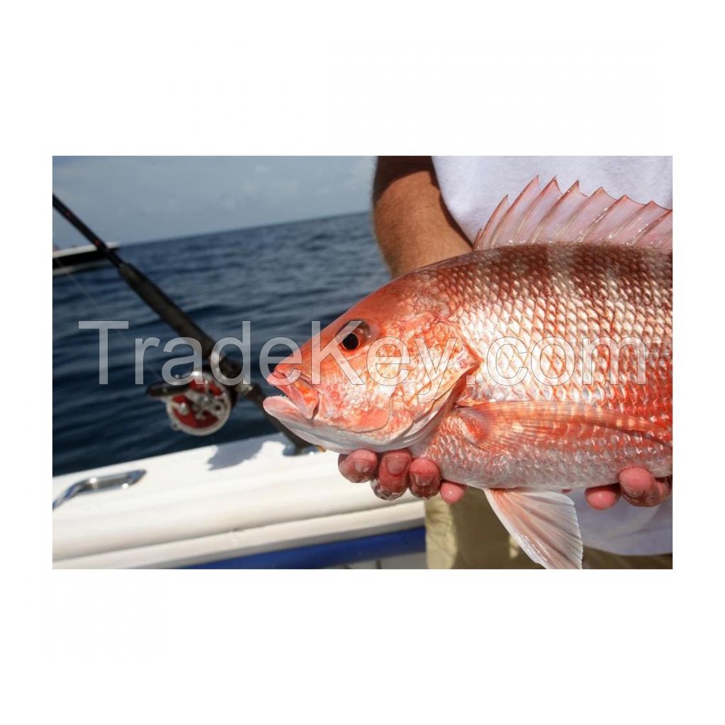 Premium Frozen Red Snapper Fish available in bulk