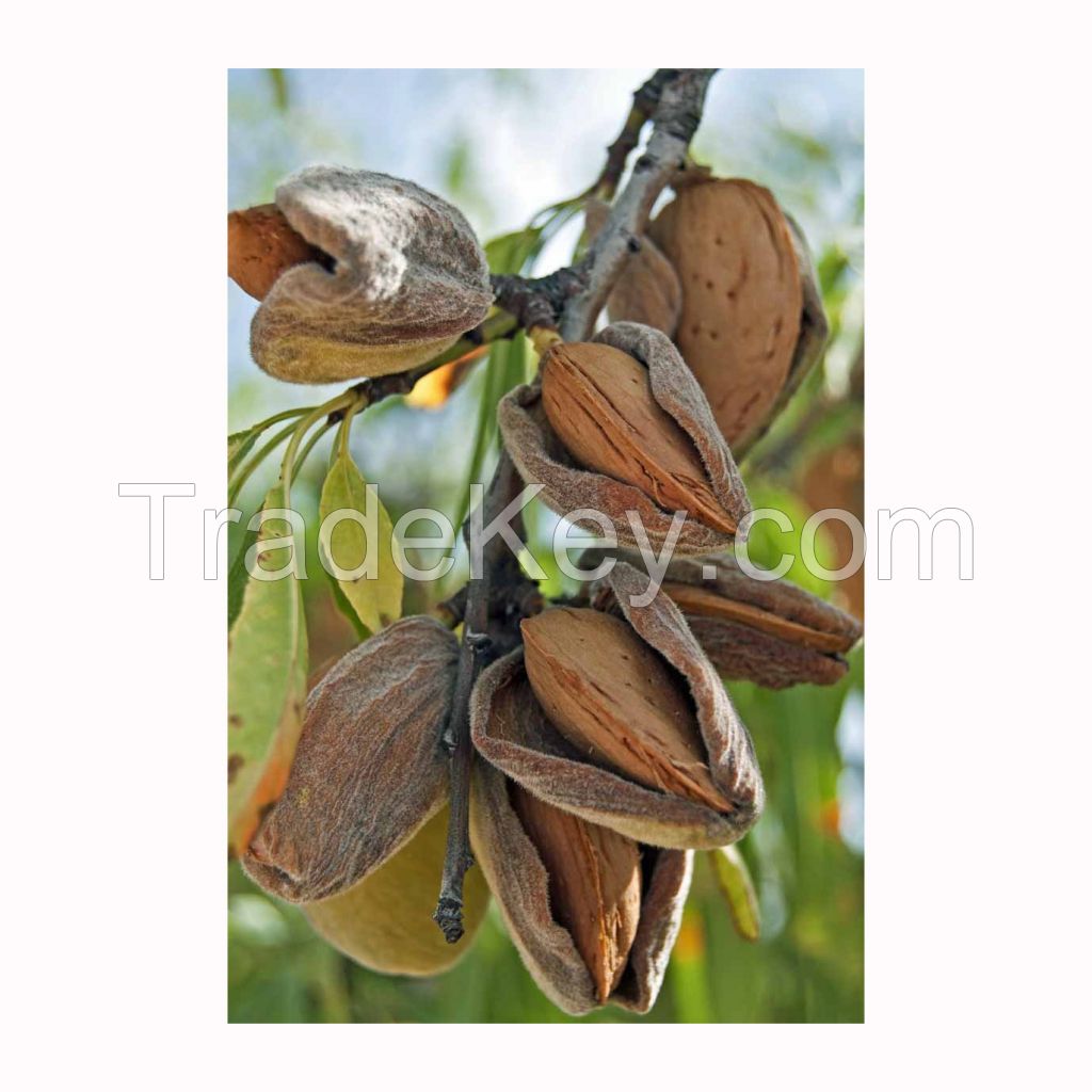 Almond nuts for sale in bulk packaging at competitive rates
