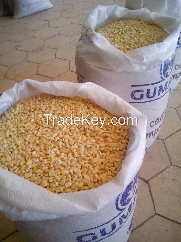 Agricultural Product Bulk Grain White Dry Corn Kernal Dried Maize Dry White Corn with Competitive Price